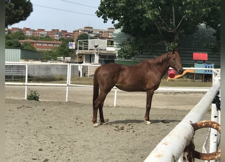 Anglo-Arab, Mare, 21 years, 15,2 hh, Chestnut-Red