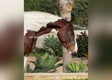 Anglo-Arab, Mare, 4 years, 15,2 hh, Pinto