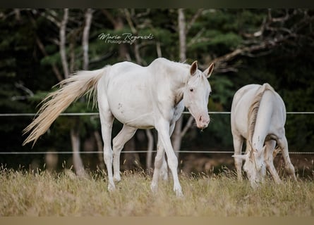 Anglo-Arab, Mare, 6 years, 14,3 hh, White