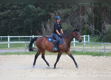 Anglo-Arab, Mare, 6 years, 15.3 hh, Brown