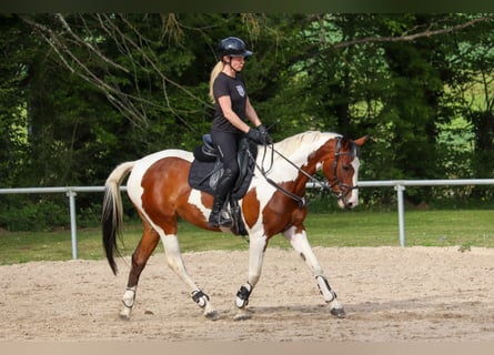Anglo-Arab, Mare, 6 years, 16 hh, Overo-all-colors