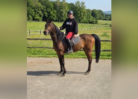 Anglo-Arab Mix, Mare, 7 years, 15.1 hh, Brown