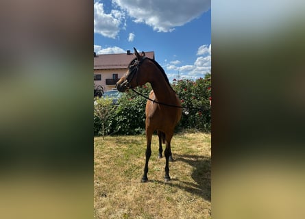 Anglo-Arab, Mare, 7 years, 15,1 hh, Brown