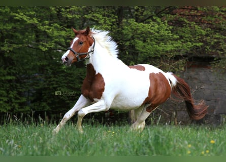 Anglo-Arab, Mare, 7 years, 16 hh, Pinto
