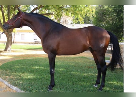 Anglo-Arab, Stallion, 15 years, 16,1 hh, Brown