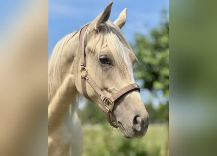 Anglo-Arab, Stallion, 1 year, 16 hh