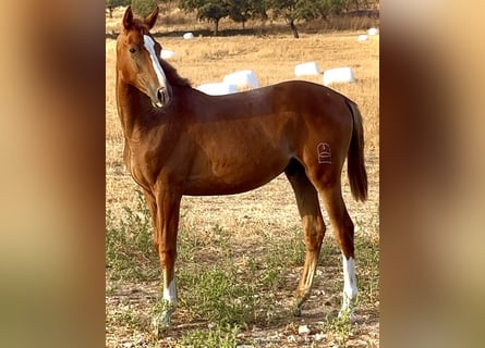 Anglo-Arab, Stallion, 2 years, Chestnut-Red