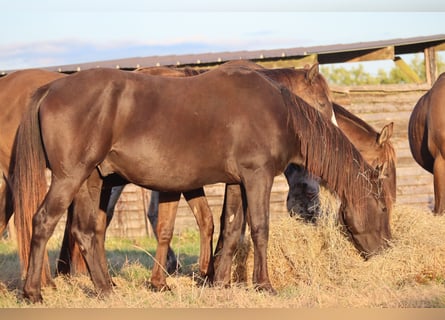 Anglo-Arab, Stallion, 5 years, 15 hh, Black