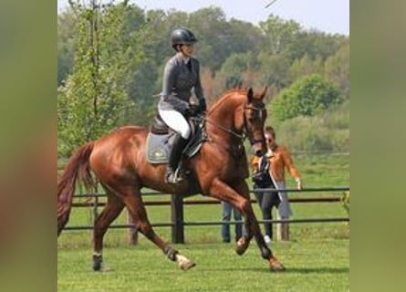 Anglo-Arab, Stallion, 16 years, 15,3 hh, Chestnut-Red