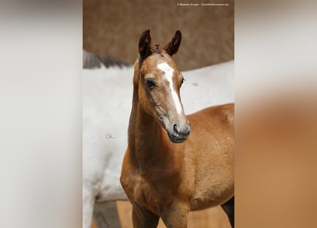 Anglo-Arab, Stallion, Foal (04/2023), Gray