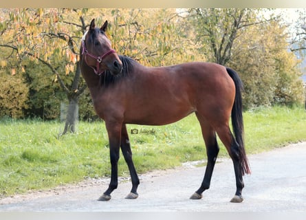 Anglo-Arabo, Stute, 6 Jahre, 155 cm, Brauner