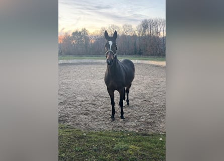 Anglo árabe, Caballo castrado, 10 años, 172 cm, Castaño oscuro
