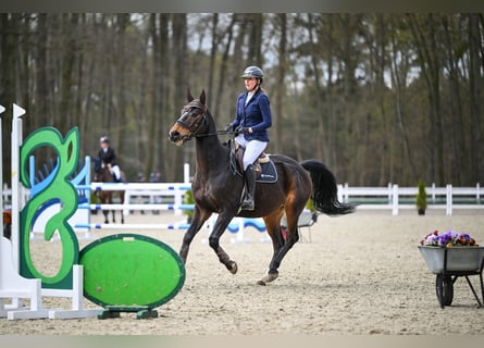 Anglo árabe, Caballo castrado, 10 años, 172 cm, Castaño oscuro