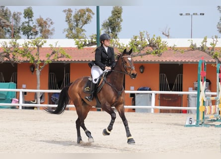 Anglo árabe, Caballo castrado, 11 años, Castaño oscuro