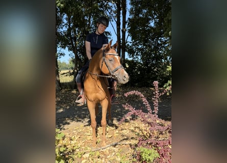 Anglo árabe, Caballo castrado, 13 años, 153 cm, Alazán
