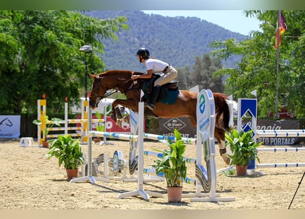 Anglo árabe, Caballo castrado, 13 años, Alazán