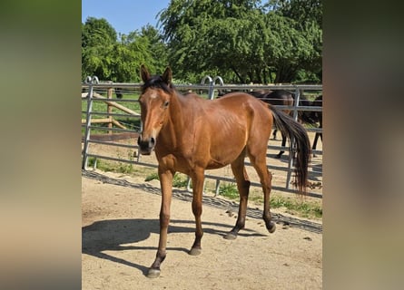 Anglo árabe, Caballo castrado, 2 años, 150 cm, Castaño