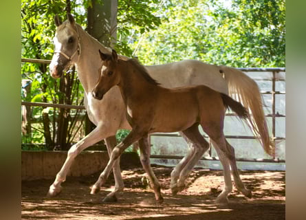 Anglo árabe, Caballo castrado, 2 años, 152 cm, Musgo marrón