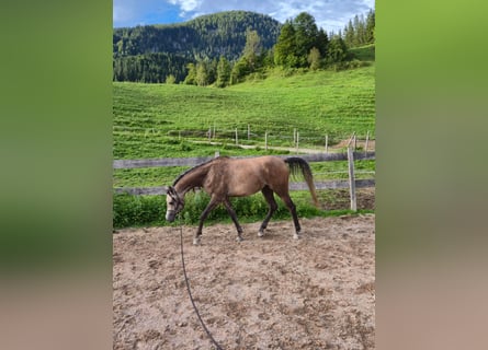 Anglo árabe, Caballo castrado, 3 años, 155 cm, Tordillo negro