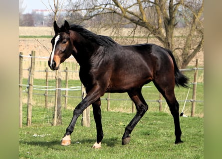 Anglo árabe, Caballo castrado, 3 años, 160 cm, Morcillo