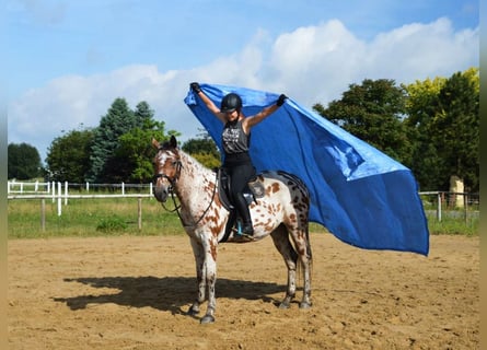 Anglo árabe Mestizo, Caballo castrado, 3 años, 165 cm, Atigrado/Moteado