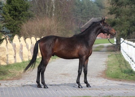 Anglo árabe, Caballo castrado, 3 años, 169 cm, Castaño oscuro