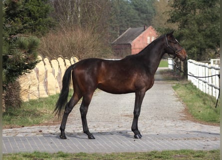 Anglo árabe, Caballo castrado, 3 años, 169 cm, Castaño oscuro