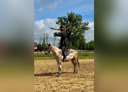 Anglo árabe Mestizo, Caballo castrado, 4 años, 164 cm, Atigrado/Moteado