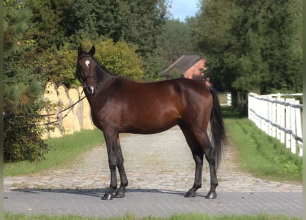 Anglo árabe, Caballo castrado, 4 años, 168 cm, Castaño oscuro