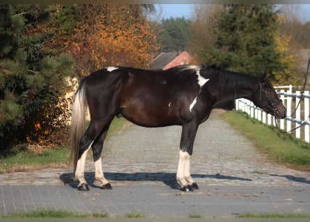 Anglo árabe, Caballo castrado, 4 años, 168 cm, Pío