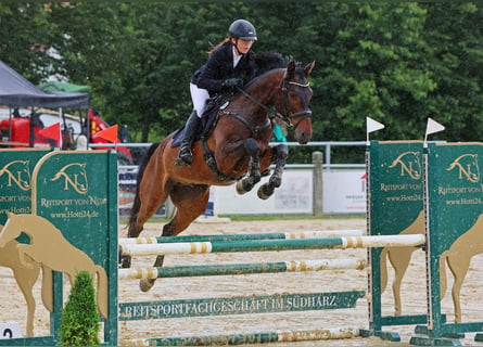 Anglo árabe, Caballo castrado, 5 años, 173 cm, Castaño oscuro