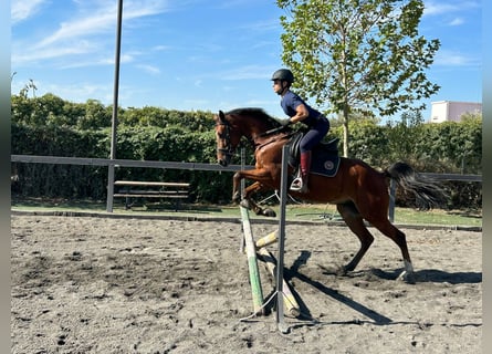 Anglo árabe Mestizo, Caballo castrado, 6 años, 161 cm, Castaño