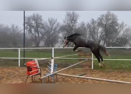 Anglo árabe Mestizo, Caballo castrado, 6 años, 174 cm, Tordo