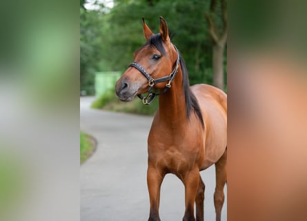 Anglo árabe, Caballo castrado, 7 años, 153 cm, Castaño