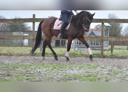 Anglo árabe, Caballo castrado, 7 años, 161 cm, Castaño