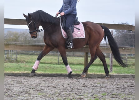 Anglo árabe, Caballo castrado, 7 años, 161 cm, Castaño