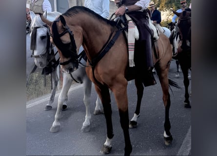 Anglo árabe, Caballo castrado, 7 años, 166 cm, Bayo