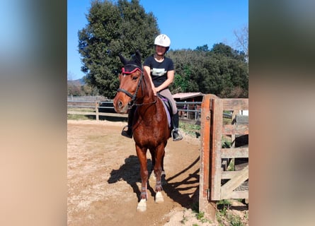 Anglo árabe, Caballo castrado, 8 años, 154 cm, Alazán