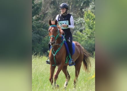 Anglo árabe, Caballo castrado, 8 años, 160 cm, Alazán