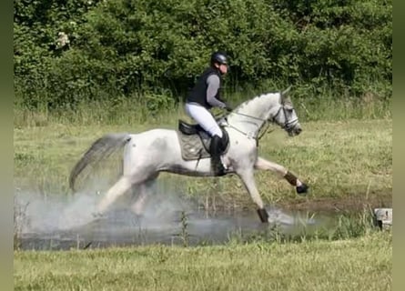 Anglo árabe, Caballo castrado, 8 años, 164 cm, Pío