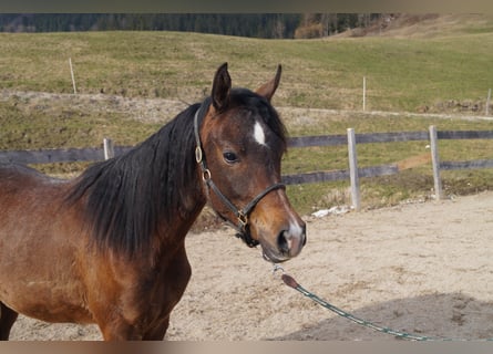 Anglo arabe, Hongre, 2 Ans, 158 cm, Rouan bleu