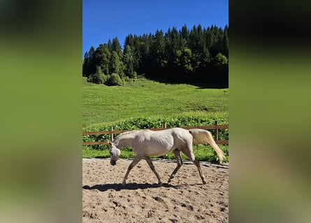 Anglo arabe, Hongre, 3 Ans, 160 cm, Peut devenir gris
