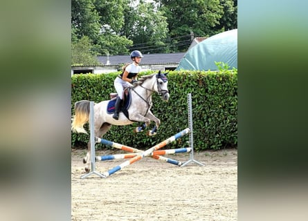 Anglo arabe, Hongre, 5 Ans, 146 cm, Gris