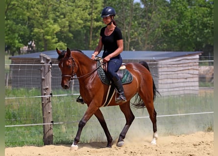 Anglo arabe, Hongre, 5 Ans, 155 cm, Bai cerise