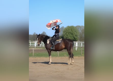 Anglo arabe, Hongre, 5 Ans, 172 cm, Pinto
