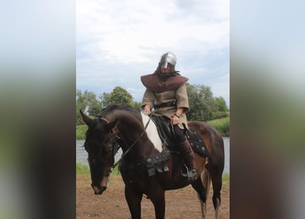 Anglo arabe, Hongre, 5 Ans, 172 cm, Pinto