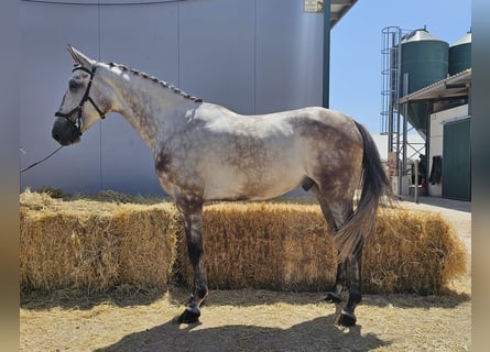 Anglo arabe Croisé, Hongre, 8 Ans, 169 cm, Gris