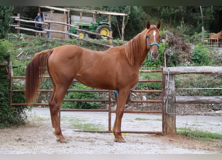 Anglo arabe, Jument, 5 Ans, 170 cm, Alezan