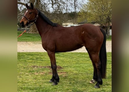 Anglo arabe Croisé, Jument, 7 Ans, 164 cm, Bai