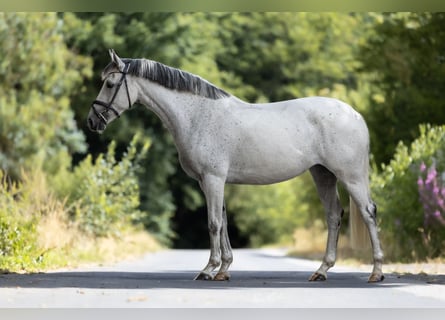 Anglo arabe, Jument, 8 Ans, 164 cm, Gris